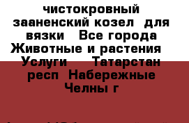 чистокровный зааненский козел  для вязки - Все города Животные и растения » Услуги   . Татарстан респ.,Набережные Челны г.